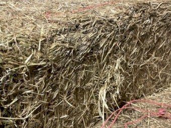 150 x Meadow Hay and  Rye Clover