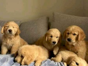 Full golden retrievers