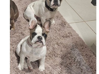 Frenchie entire female pup 6 months 