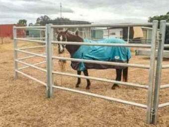 Heavy duty steel cattle panels - BRAND NEW