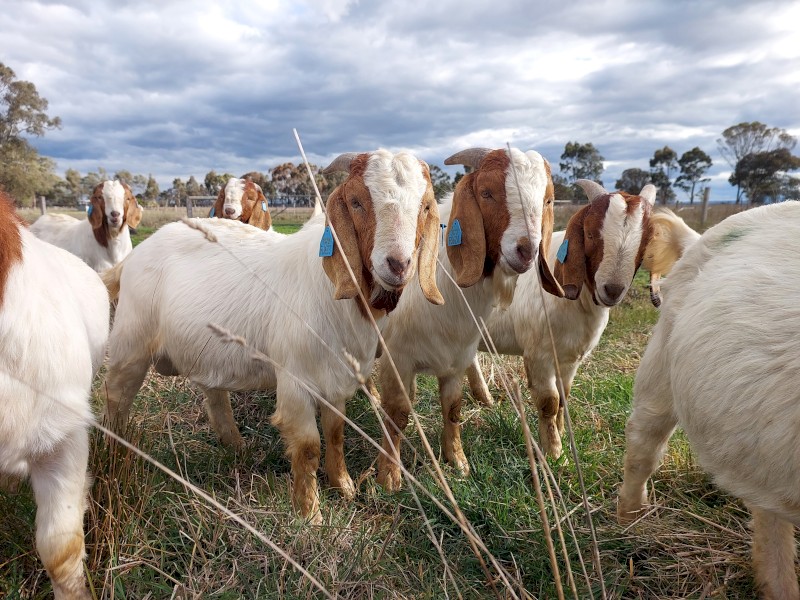 Commercial Boer Bucks For Sale