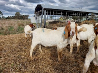 Commercial Boer Bucks For Sale