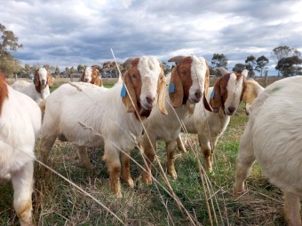 Commercial Boer Bucks For Sale