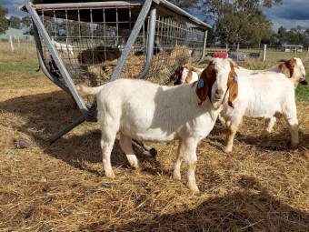 Commercial Boer Bucks For Sale