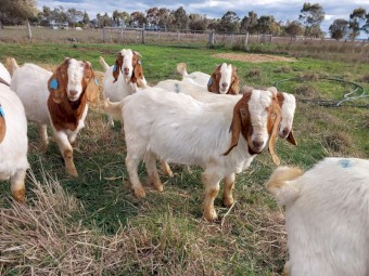 Commercial Boer Bucks For Sale