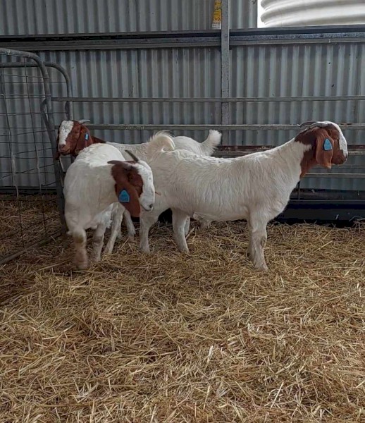 Stud Boer Doe Kids For Sale x 4