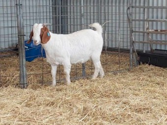 Stud Boer Doe Kids For Sale x 4