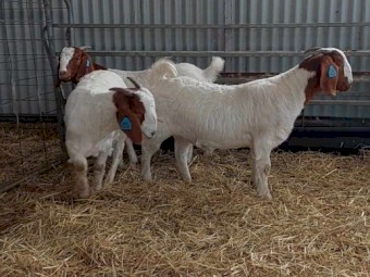 Stud Boer Doe Kids For Sale x 4