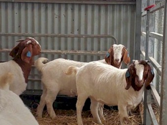 Stud Boer Doe Kids For Sale x 4