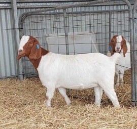 Stud Boer Doe Kids For Sale x 4