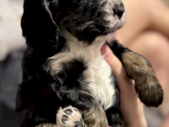 Purebred Cocker Spaniels