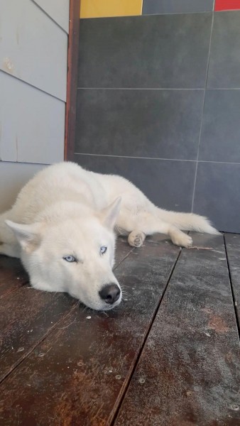 White Purebreed Siberian Husky