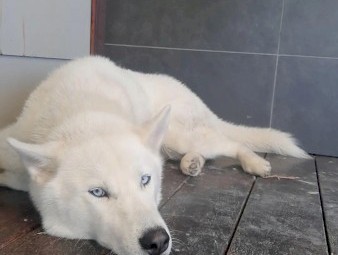 White Purebreed Siberian Husky