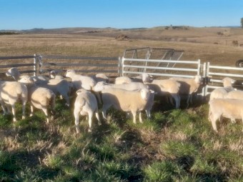 Pure White Dorper Ewe Lambs