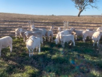 Pure White Dorper Ewe Lambs