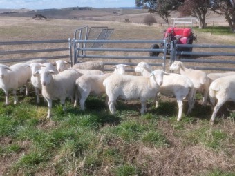 Pure White Dorper Ewe Lambs