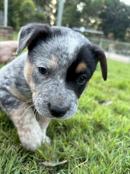 Blue Cattle Dog Puppies