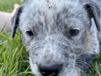 Blue Cattle Dog Puppies