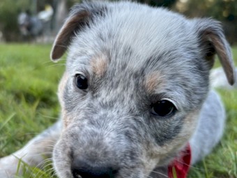 Blue Cattle Dog Puppies