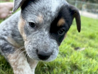 Blue Cattle Dog Puppies