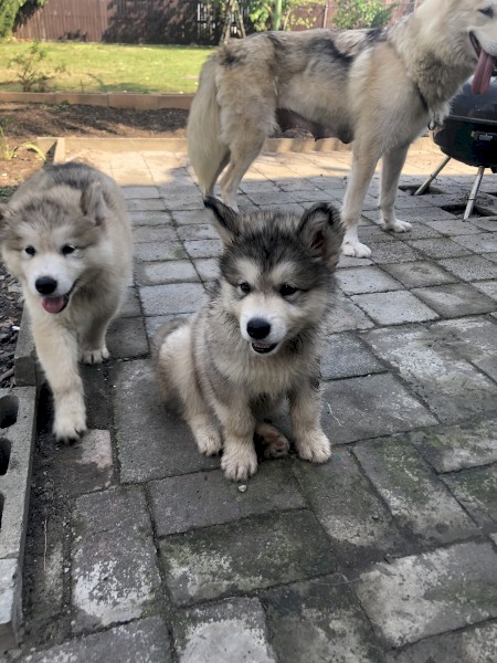 4 x Alaskan Malamute Pups