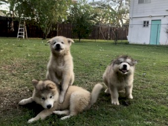 4 x Alaskan Malamute Pups