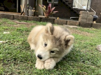 4 x Alaskan Malamute Pups