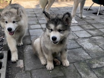4 x Alaskan Malamute Pups