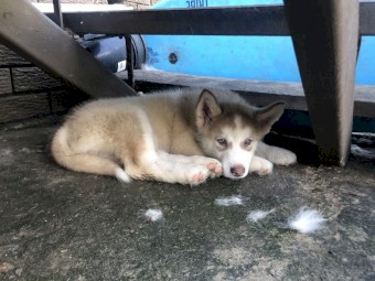 4 x Alaskan Malamute Pups