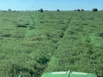  Vetch Hay 8x4x3 Bales (New Season 24/25)