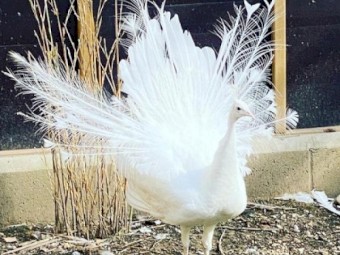 Breeding PEACOCK pair