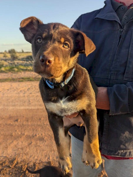 Working Kelpie puppies