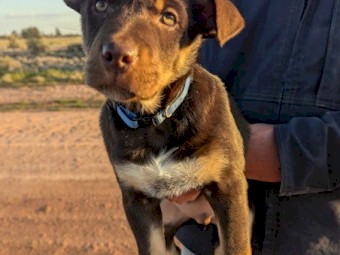 Working Kelpie puppies