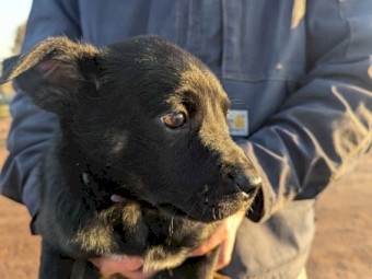 Working Kelpie puppies