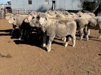 26 Poll Merino Rams