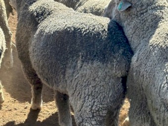 26 Poll Merino Rams