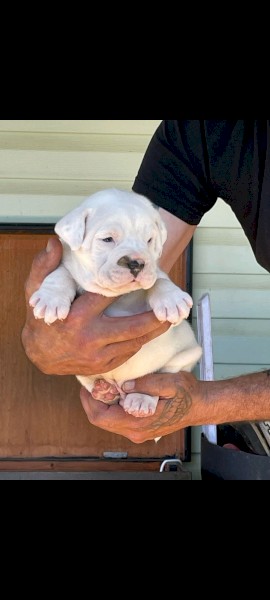 Wts British bulldog x Johnson bulldog