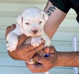 Wts British bulldog x Johnson bulldog