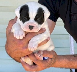 Wts British bulldog x Johnson bulldog