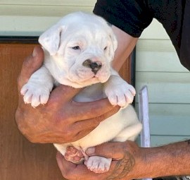 Wts British bulldog x Johnson bulldog