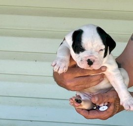 Wts British bulldog x Johnson bulldog