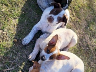 Stumpy tail cattle dog pups