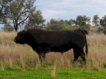 Renny Lea Kodak son - Fireglow Spartacus