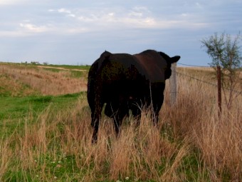 Renny Lea Kodak son - Fireglow Spartacus