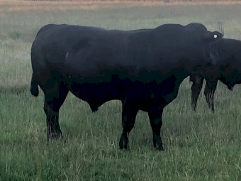 Limousins - Black and Apricot 
