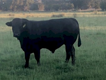 Limousins - Black and Apricot 