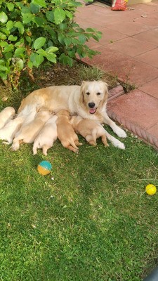  Adorable Golden Retriever Puppies for Sale 