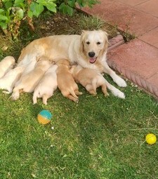  Adorable Golden Retriever Puppies for Sale 