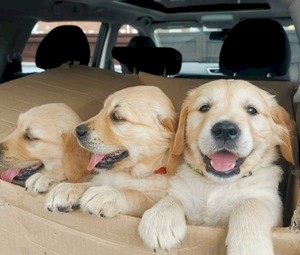  Adorable Golden Retriever Puppies for Sale 