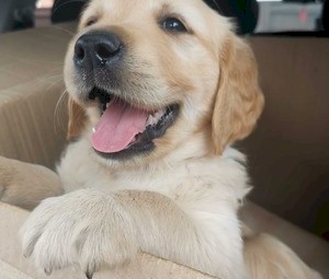  Adorable Golden Retriever Puppies for Sale 